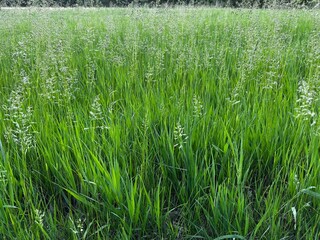 green wheat field