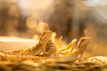 Central bearded dragon is a species of agamidaes lizard, living in Australia