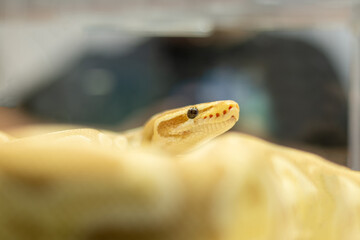 snake head close up Ball python on a blue background.