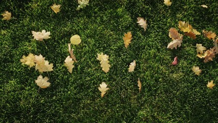 Word SALE laid out from yellow autumn leaves