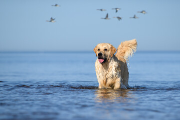 happy and wet golden retriever dog standing in water on the beach with ducks flying in the...