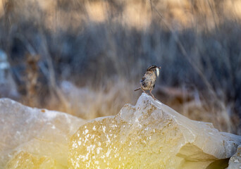 stone sparrow on a successful hunt in the natural environment in summer