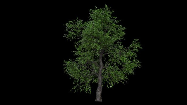 Big breezy forest tree with green leaves and dark bark fully isolated with alpha channel