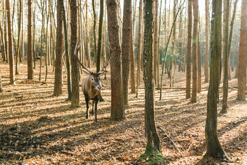 A deer with large antlers in golden autumn forest at sunset. Stunning image of red deer stag in a foggy forest landscape image. Animal in wildlife nature walk through yellow leaves with copy space.
