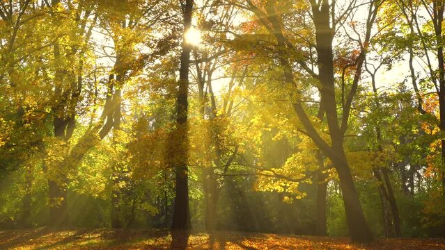 Beautiful golden autumn park landscape with trees and sun rays 4K. Yellow leaves. Calm view scene, sunny day, magic, fall, dry, fog, dawn, nature, real time, tilt up, wide shot, ultra hd. ProRes 422HQ
