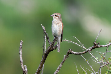 Pie grièche écorcheur,. Lanius collurio, Red backed Shrike