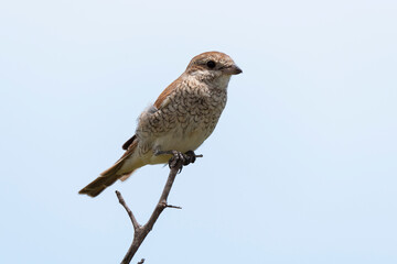Pie grièche écorcheur,. Lanius collurio, Red backed Shrike