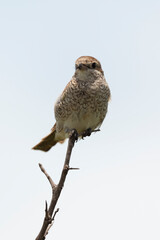 Pie grièche écorcheur,. Lanius collurio, Red backed Shrike