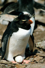 Naklejka premium Manchot gorfou sauteur, nid, adulte, oeuf, Eudyptes chrysocome, Southern Rockhopper PenguinIles, Iles Falkland, Malouines