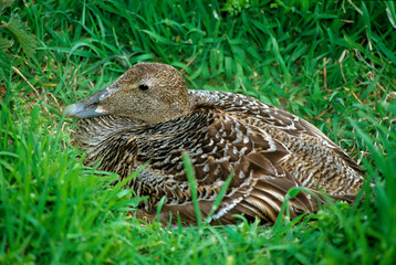 Eider à duvet, femelle, nid, .Somateria mollissima, Common Eider