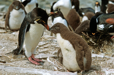 Manchot gorfou sauteur, nid jeune, nourrissage, Eudyptes chrysocome, Southern Rockhopper PenguinIles, Iles Falkland, Malouines