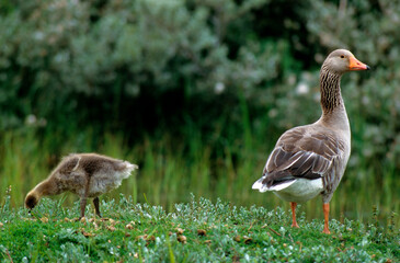 Oie cendrée, Anser anser, Greylag Goose, jeune, femelle