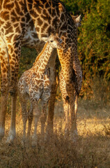 Girafe, Giraffa camelopardalis tippelskirchi, Parc national du Masai Mara , Kenya