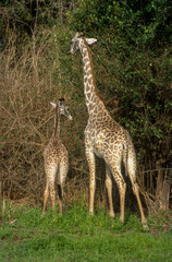 Girafe, Giraffa camelopardalis tippelskirchi, Parc national du Masai Mara , Kenya