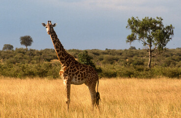 Girafe, Giraffa camelopardalis tippelskirchi, Parc national du Masai Mara , Kenya