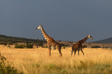 Girafe, Giraffa camelopardalis tippelskirchi, Parc national du Masai Mara , Kenya