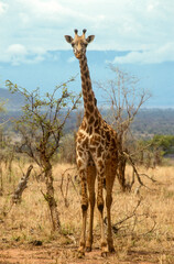 Obraz premium Girafe, Giraffa camelopardalis tippelskirchi, Parc national du Masai Mara , Kenya