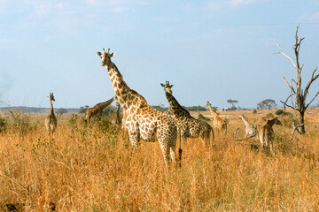 Girafe, Giraffa camelopardalis tippelskirchi, Parc national du Masai Mara , Kenya