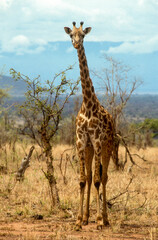 Girafe, Giraffa camelopardalis tippelskirchi, Parc national du Masai Mara , Kenya