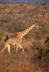 Naklejka na ściany i meble Girafe, Giraffa camelopardalis tippelskirchi, Parc national du Masai Mara , Kenya