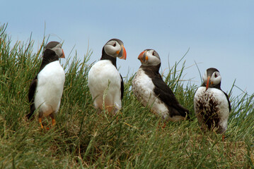 Macareux moine,.Fratercula arctica, Atlantic Puffin,