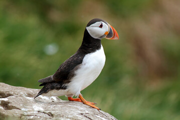 Macareux moine,.Fratercula arctica, Atlantic Puffin,