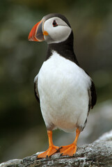Macareux moine,.Fratercula arctica, Atlantic Puffin,