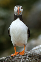 Macareux moine,.Fratercula arctica, Atlantic Puffin,