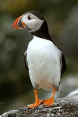 Macareux moine,.Fratercula arctica, Atlantic Puffin,