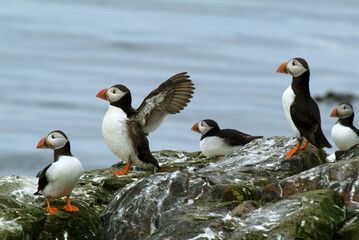 Macareux moine,.Fratercula arctica, Atlantic Puffin,