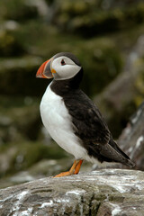 Macareux moine,.Fratercula arctica, Atlantic Puffin,