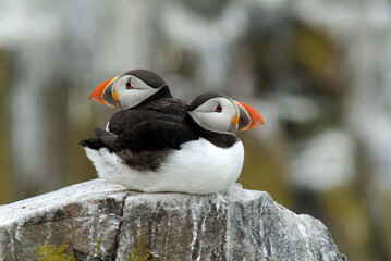 Macareux moine,.Fratercula arctica, Atlantic Puffin,