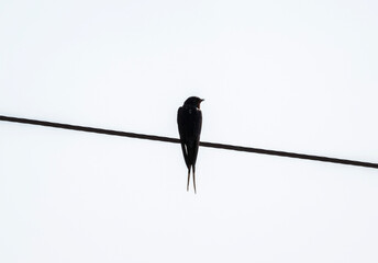 swallow sits on a wire in a natural environment in summer