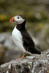 Macareux moine,.Fratercula arctica, Atlantic Puffin,
