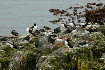 Macareux moine,.Fratercula arctica, Atlantic Puffin,