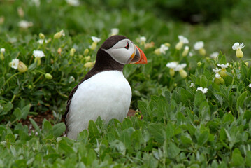 Macareux moine,.Fratercula arctica, Atlantic Puffin, nid, terrier