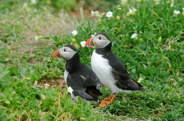 Macareux moine,.Fratercula arctica, Atlantic Puffin, nid, terrier