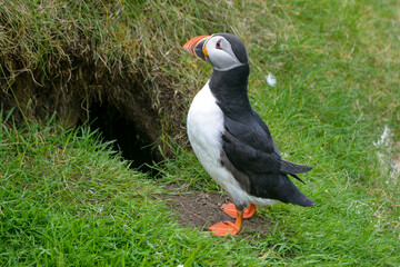 Fototapeta premium Macareux moine,.Fratercula arctica, Atlantic Puffin, nid, terrier