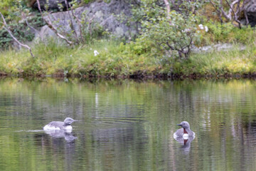 The red-throated loon (North America) or red-throated diver (Britain and Ireland) (Gavia stellata) is a migratory aquatic bird found in the northern hemisphere. Nordland county