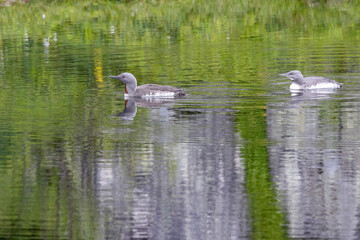 The red-throated loon (North America) or red-throated diver (Britain and Ireland) (Gavia stellata) is a migratory aquatic bird found in the northern hemisphere. Nordland county