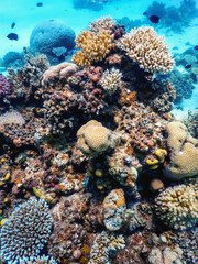 Underwater view of the coral reef, Tropical waters