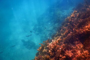 Sea Life Underwater Rocks Sunlight