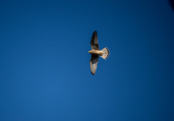 beautiful common kestrel bird looking for food in natural environment in summer
