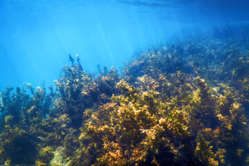 Fototapeta na wymiar Seaweed, Seaweed Underwater, Seaweed Shallow Water