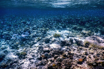 Underwater view of the coral reef, Tropical waters