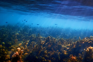 Fototapeta premium Seaweed, Seaweed Underwater, Seaweed Shallow Water