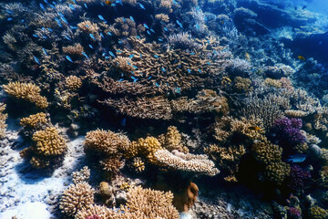 Underwater view of the coral reef, Tropical waters