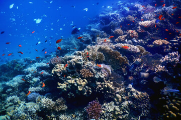 Naklejka na ściany i meble Underwater view of the coral reef, Tropical waters