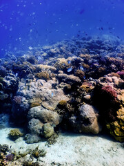 Underwater view of the coral reef, Tropical waters
