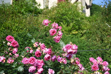 Giardino dell rose in piazzale Michelangelo . Firenze